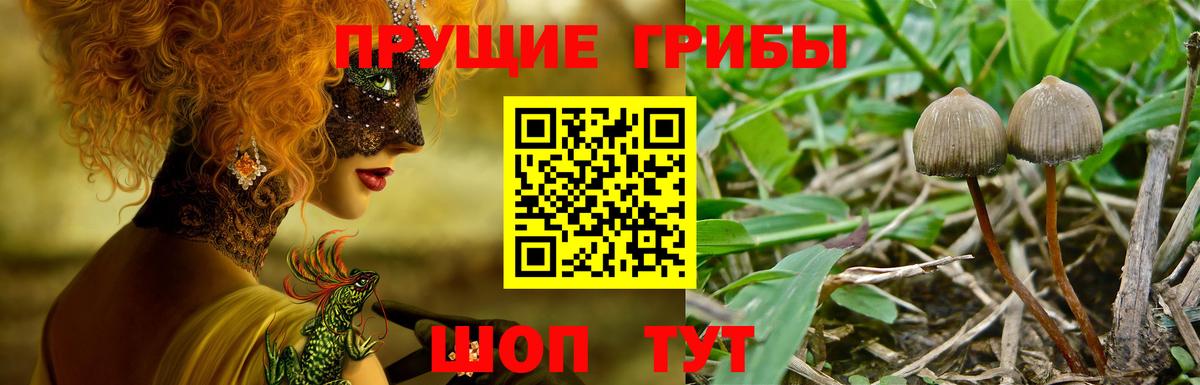 Псилоцибиновые грибы Cubensis Новый Уренгой